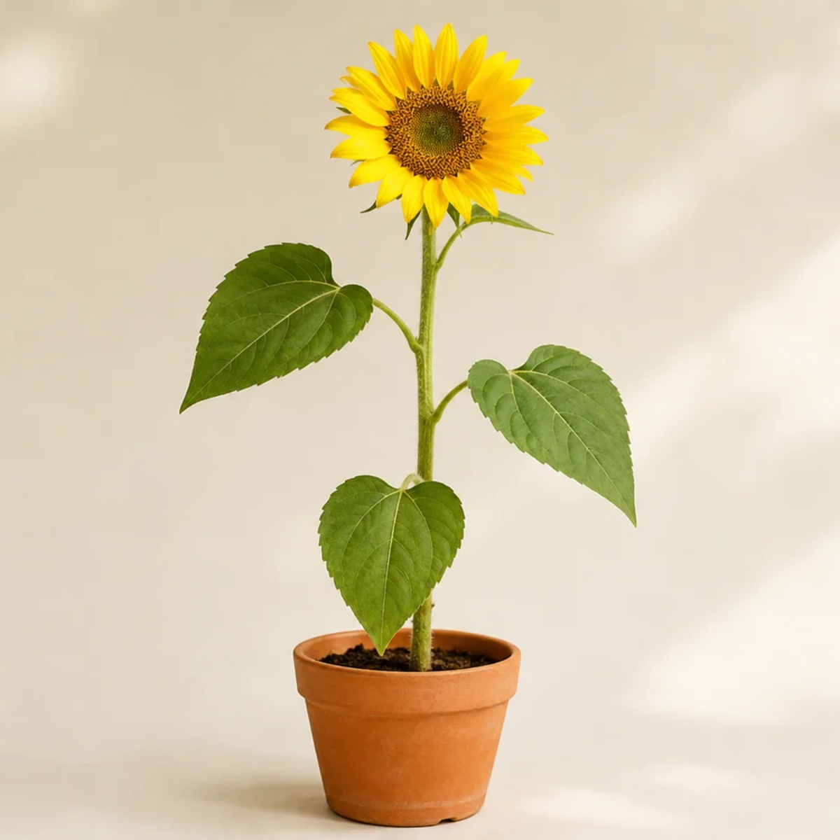 Risultato: Un fiore per il profilo