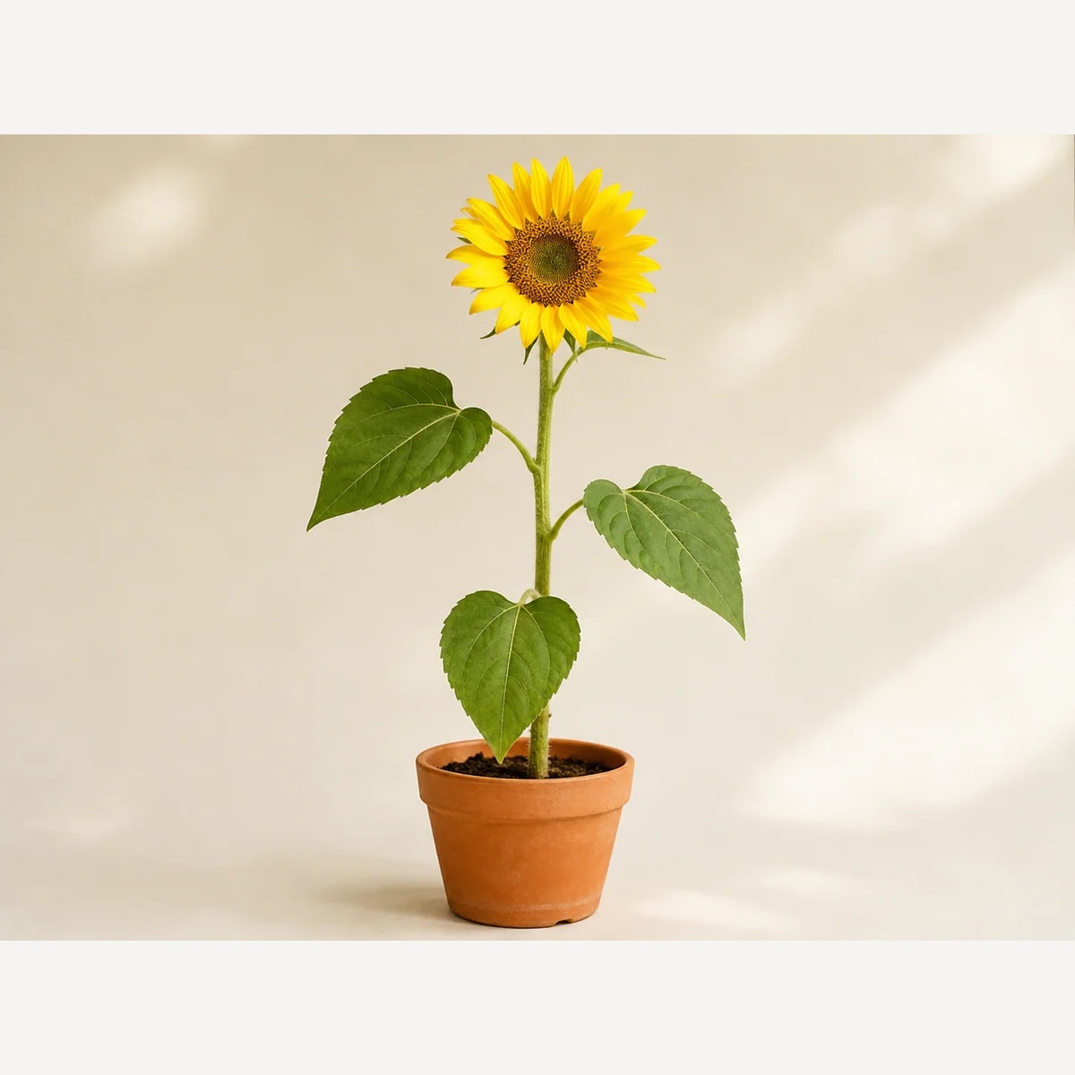 Originale: Un fiore per il profilo