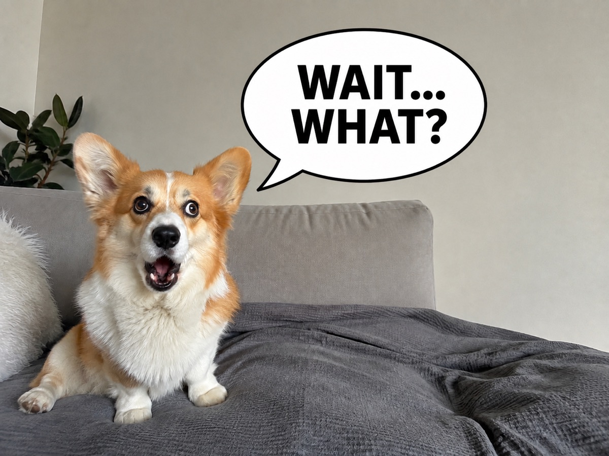 Überraschter Corgi nach dem Einfügen der Sprechblase