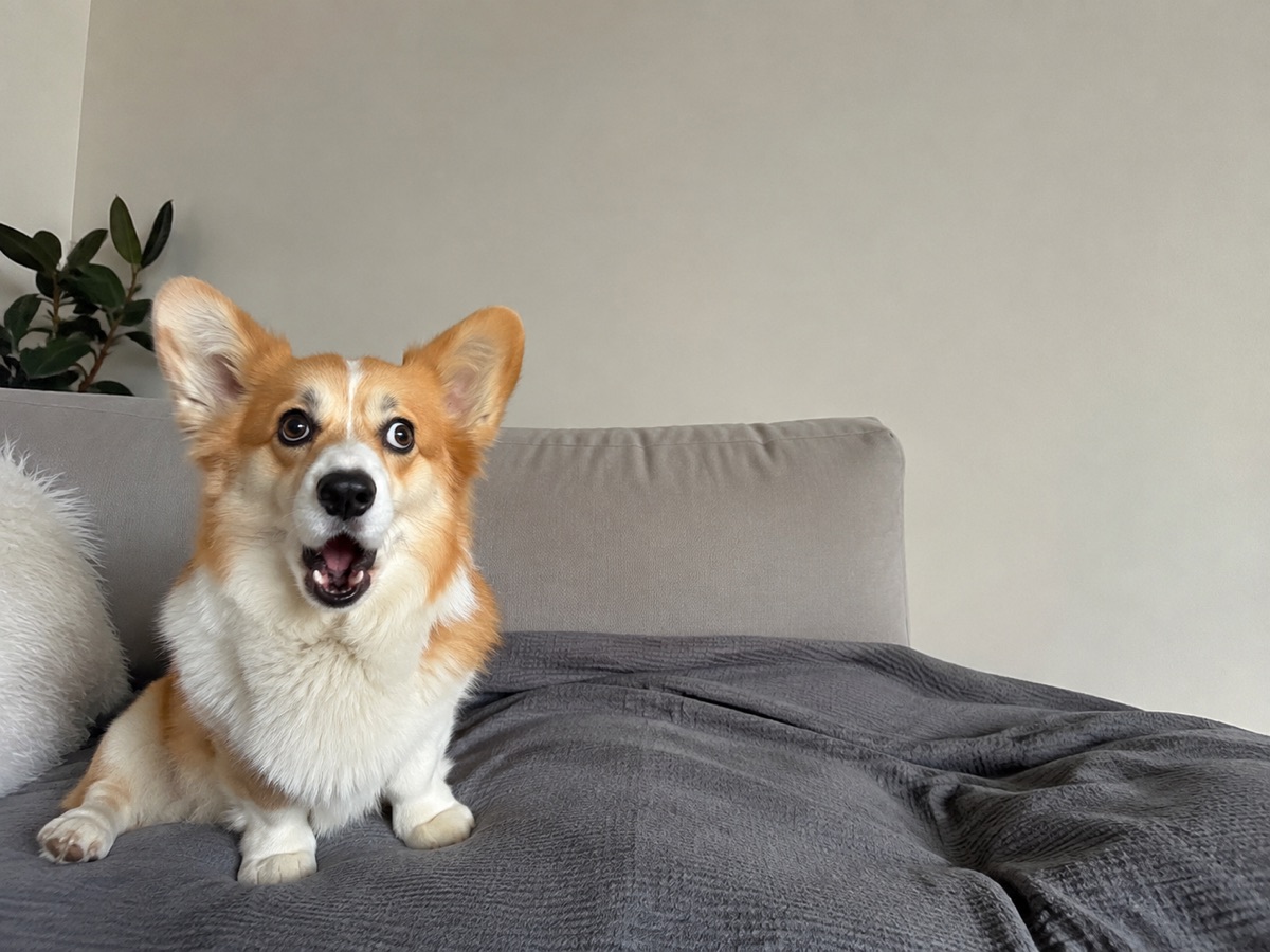 Überraschter Corgi vor dem Einfügen der Sprechblase